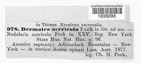 Image of Pezicula acericola